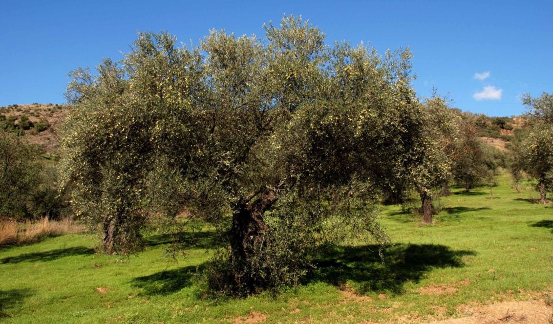 Hay preocupación por el stress hídrico en el olivar