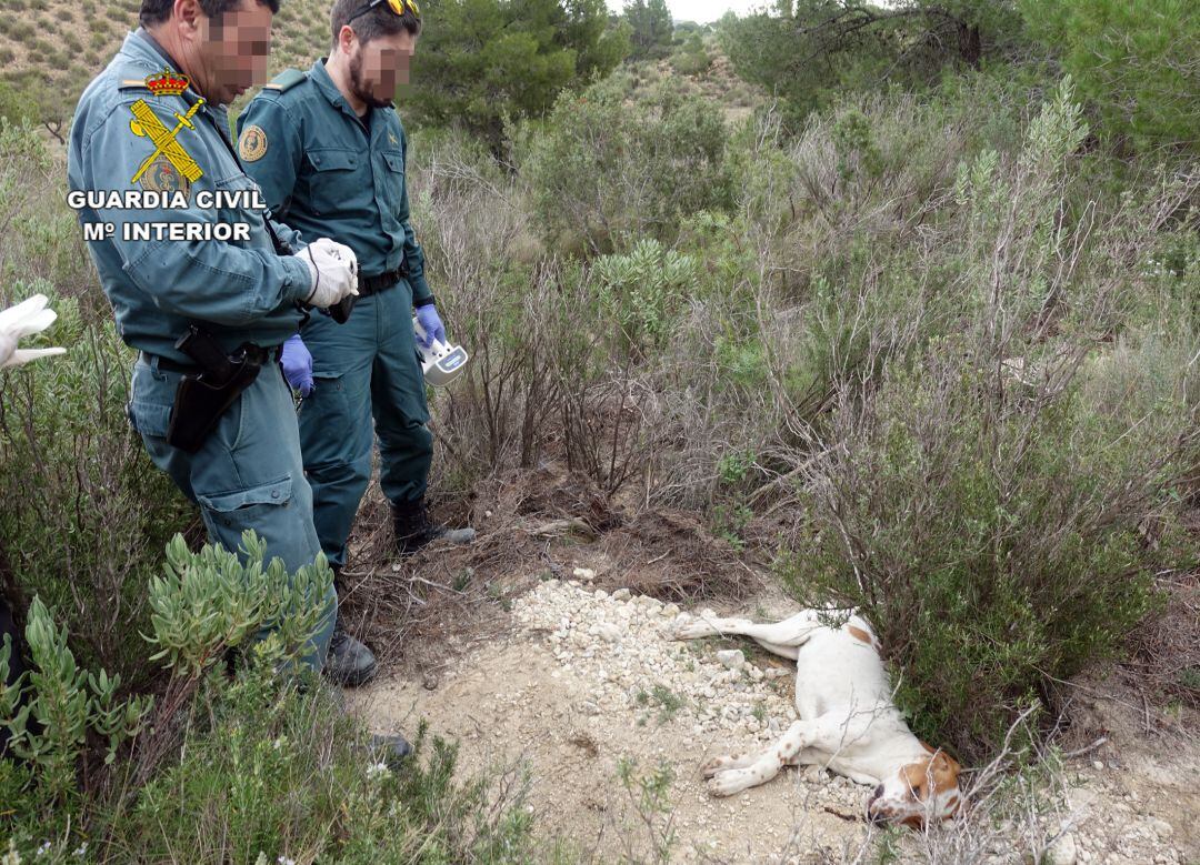 Consecuencias del uso de cebos envenedados en el medio natural