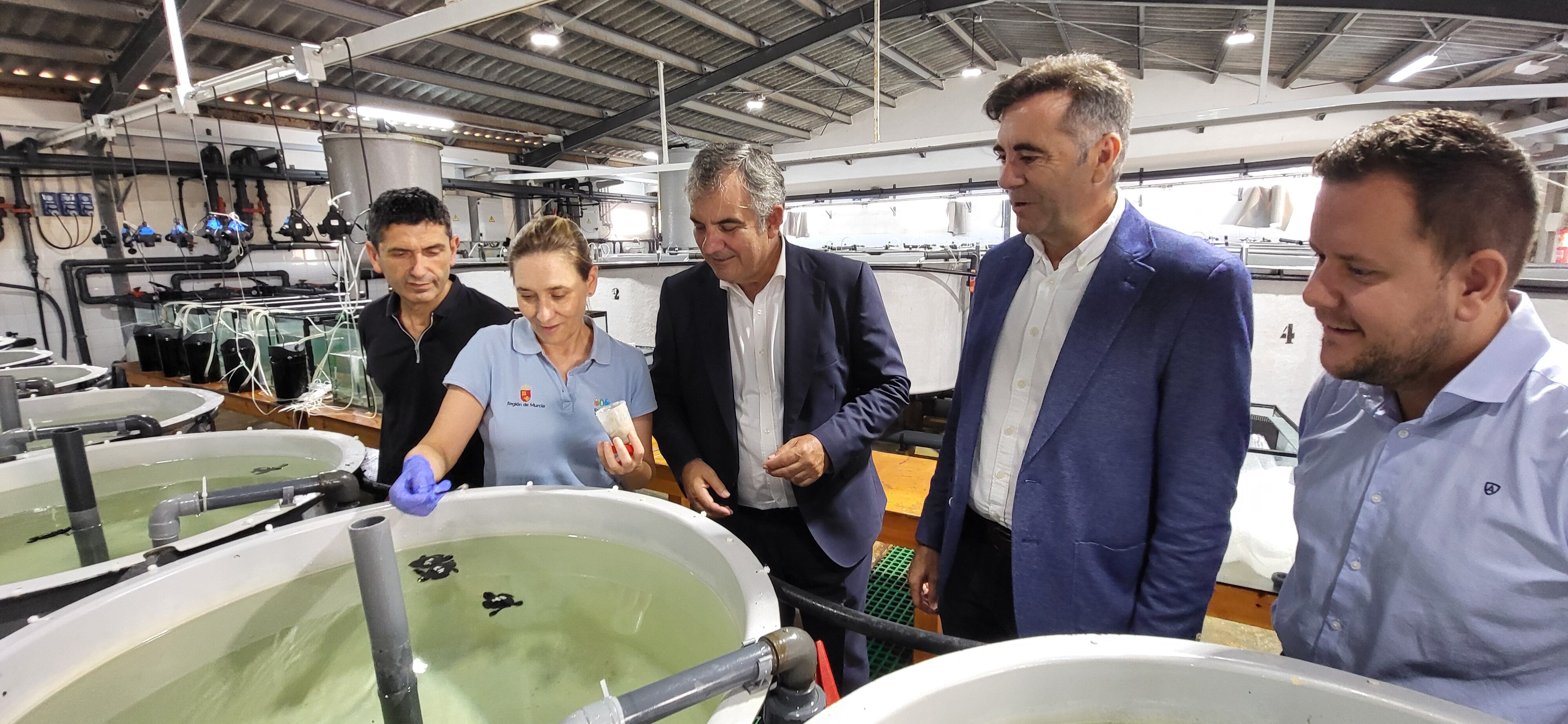 El consejero de Medio Ambiente, Universidades, Investigación y Mar Menor, Juan María Vázquez, junto al alcalde de San Pedro del Pinatar, Pedro Javier Sánchez, visita la instalación del IMIDA donde ya se encuentran los 47 ejemplares de tortuga boba que se sumarán al programa 'headstarting'.