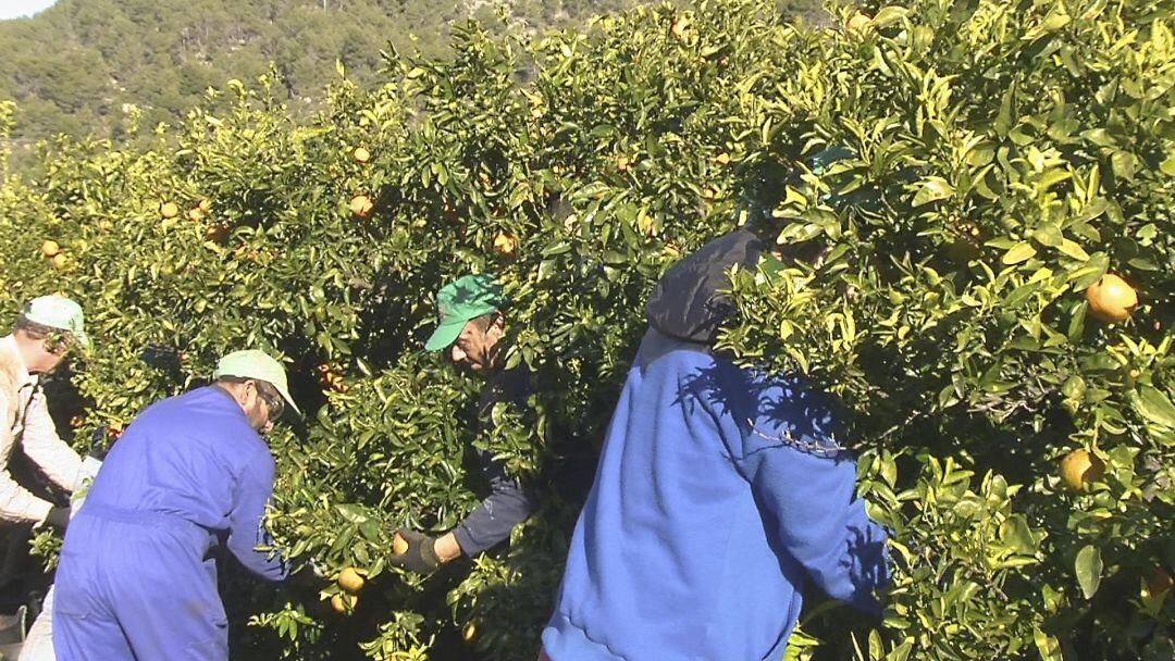 Campo de cítricos en la provincia de Castellón