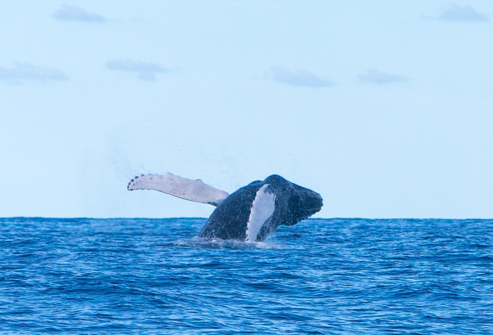 Saltos de la ballena jorobada en el Archipiélago Chinjo, entre Alegranza y La Graciosa