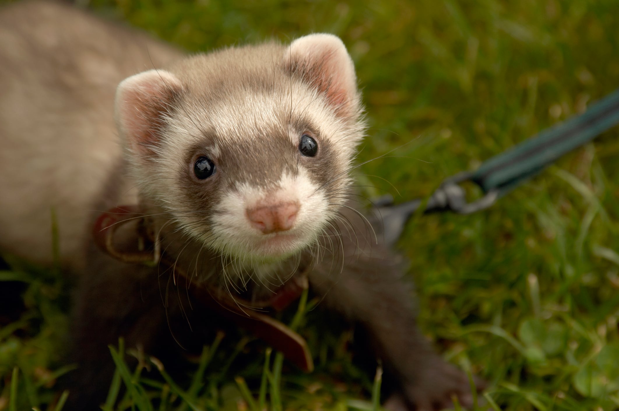 Pet ferret on a leash out for a walk, staring into the camera lense