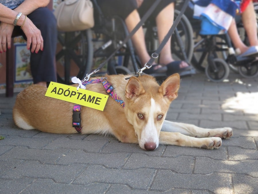 Perro adoptado en la Fundación