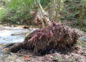 Árbol caído, consecuencia del desmonte