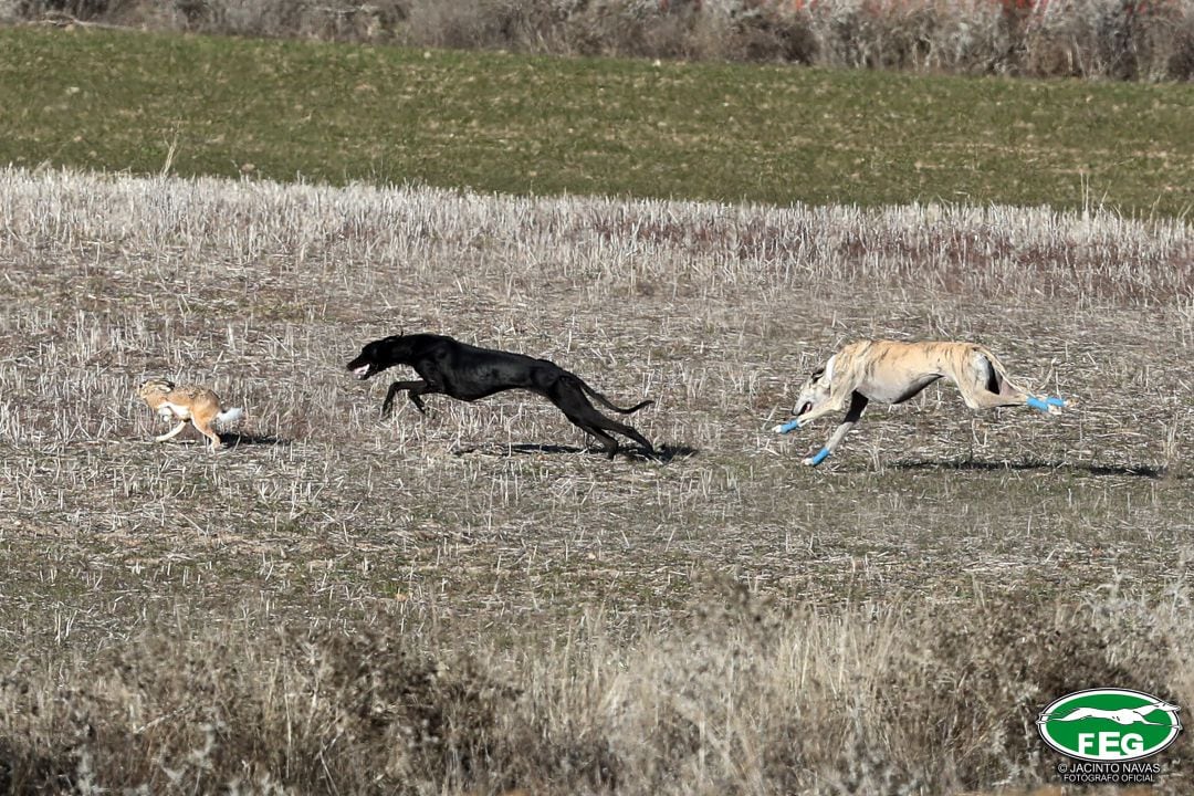 Una de las carreras de los octavos de final del Campeonato de Galgos en Campo