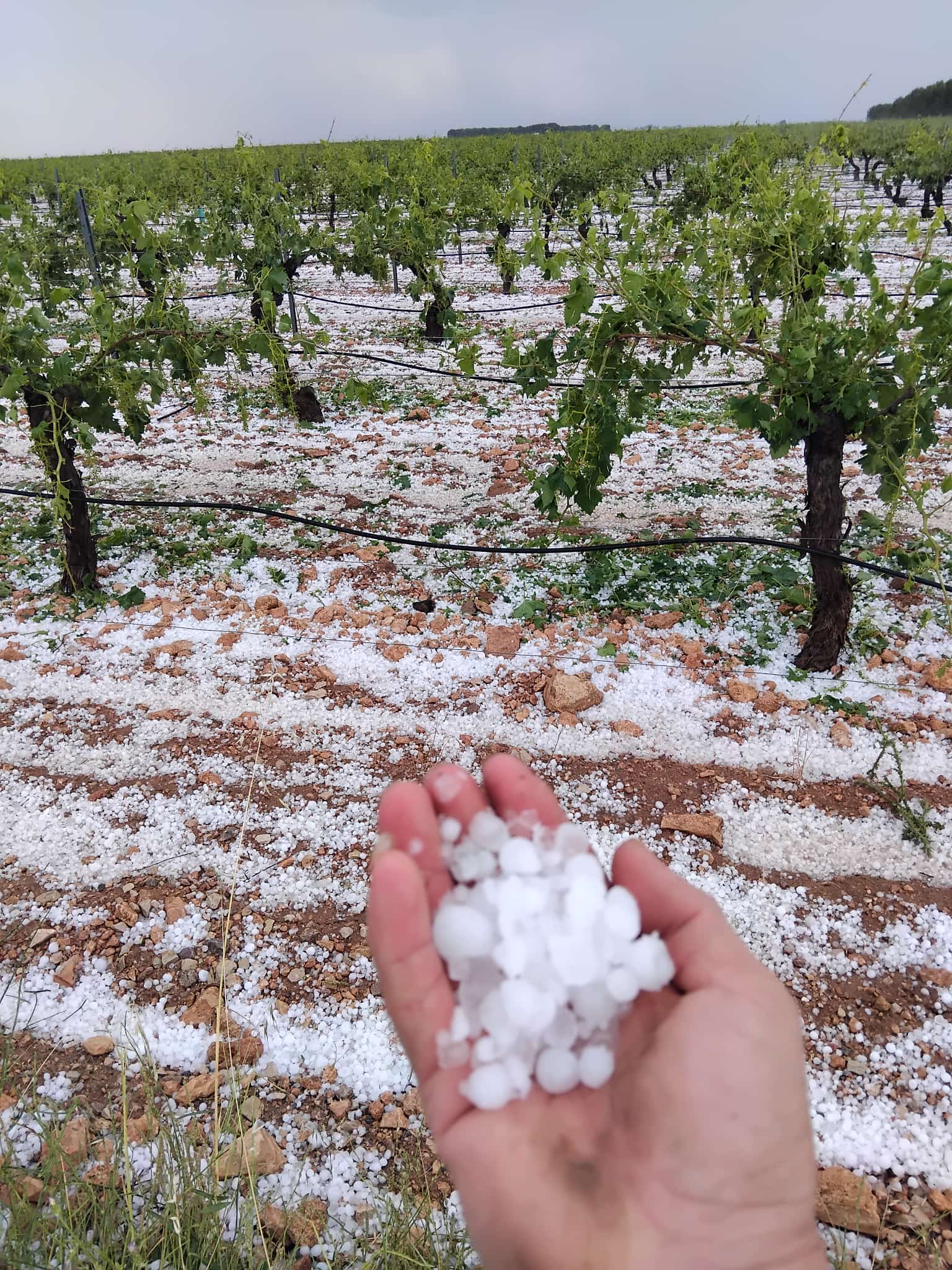 Daños en La Mancha por el granizo del martes por la tarde