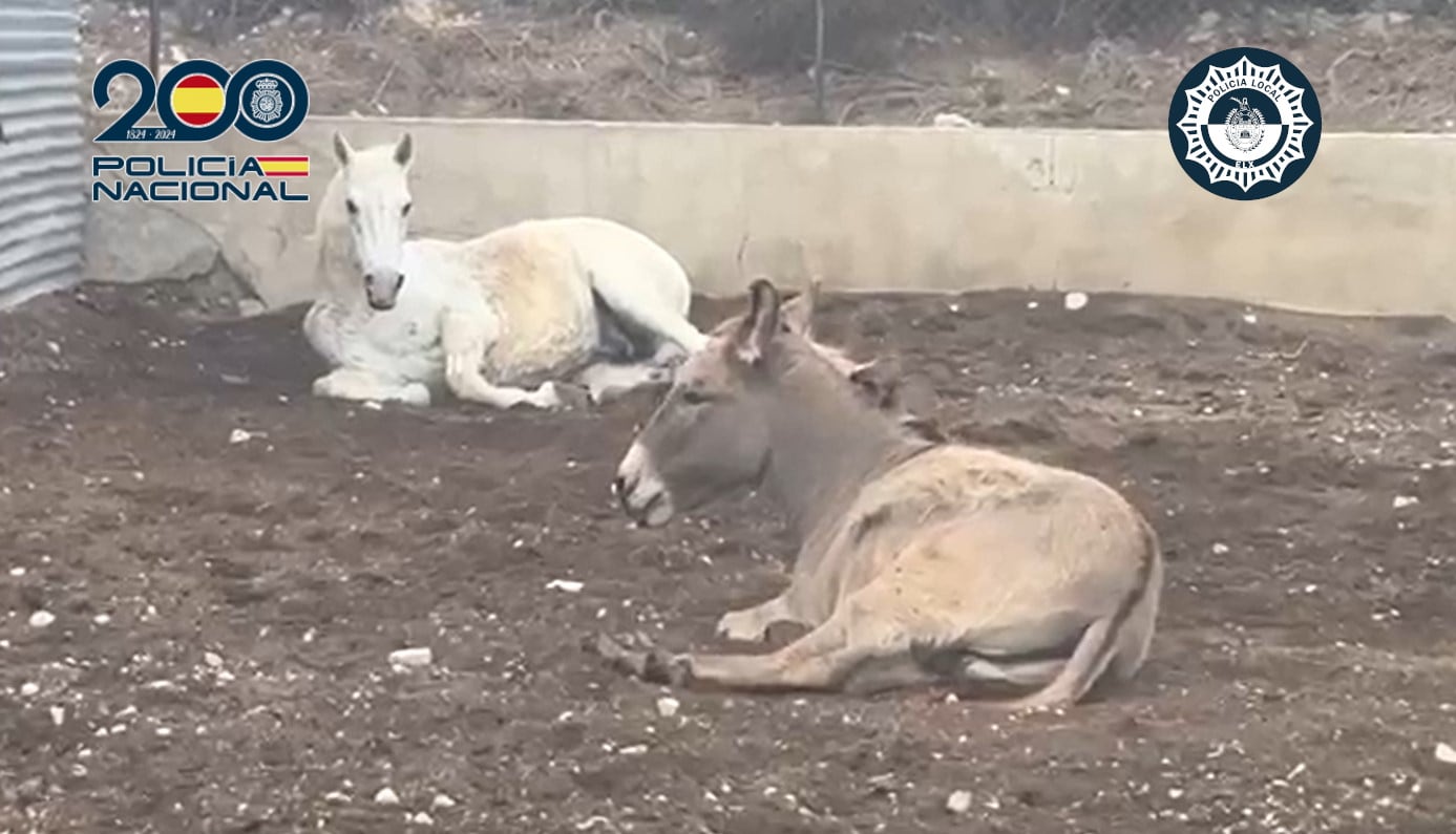 Animales maltratados