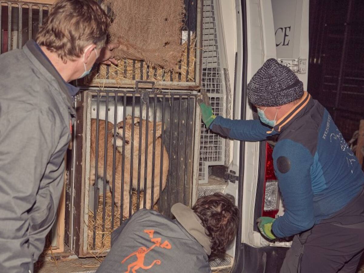 Un grupo de animales salvajes procedentes de Ucrania es acogido por AAP Primadomus