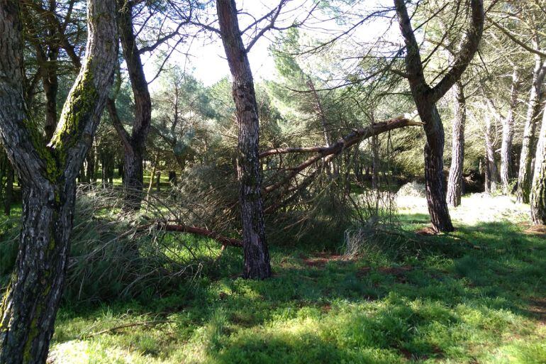 Varios arboles rotos en el Bosque de Valorio