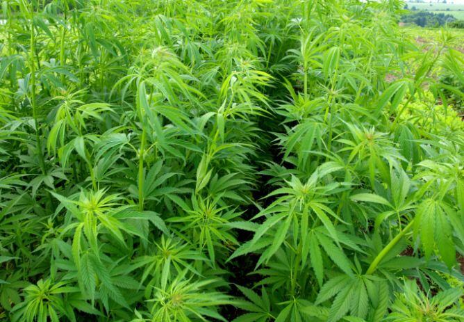 Invernaderos de marihuana