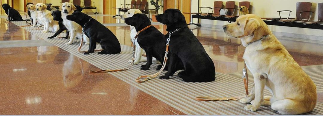 Perros guía en las instalaciones de la academia de adiestramiento de la Fundación ONCE