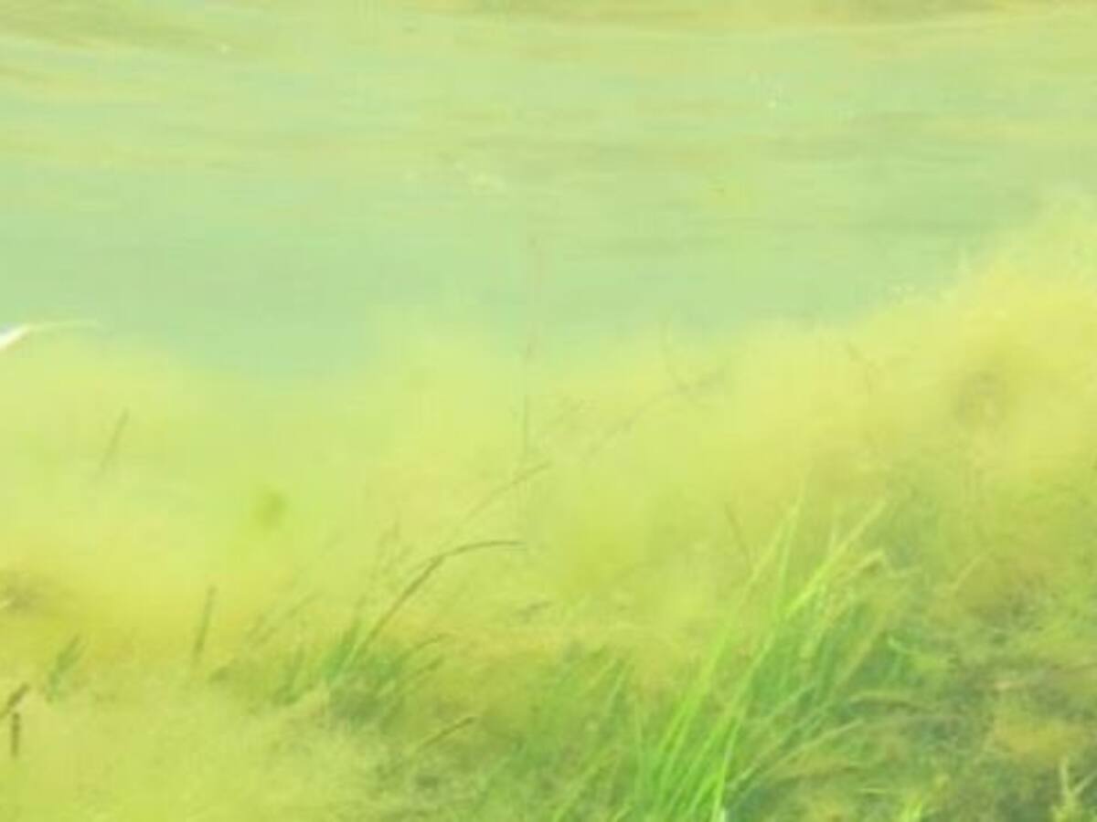 Ecologistas suspende sus inmersiones en el Mar menor porque "no se ve a 30 cm por la turbidez"