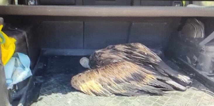 Buitre caído al mar