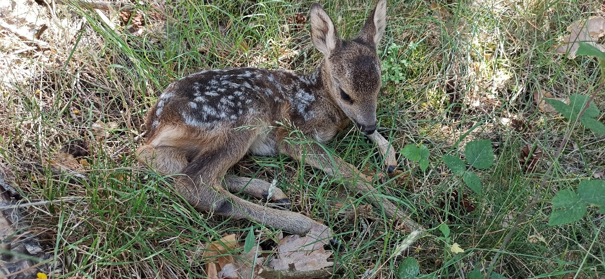 La Junta advierte que no hay que recoger crías de corzo