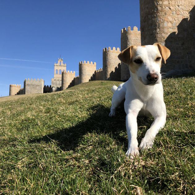 Pipper posa delante de las murallas de Ávila