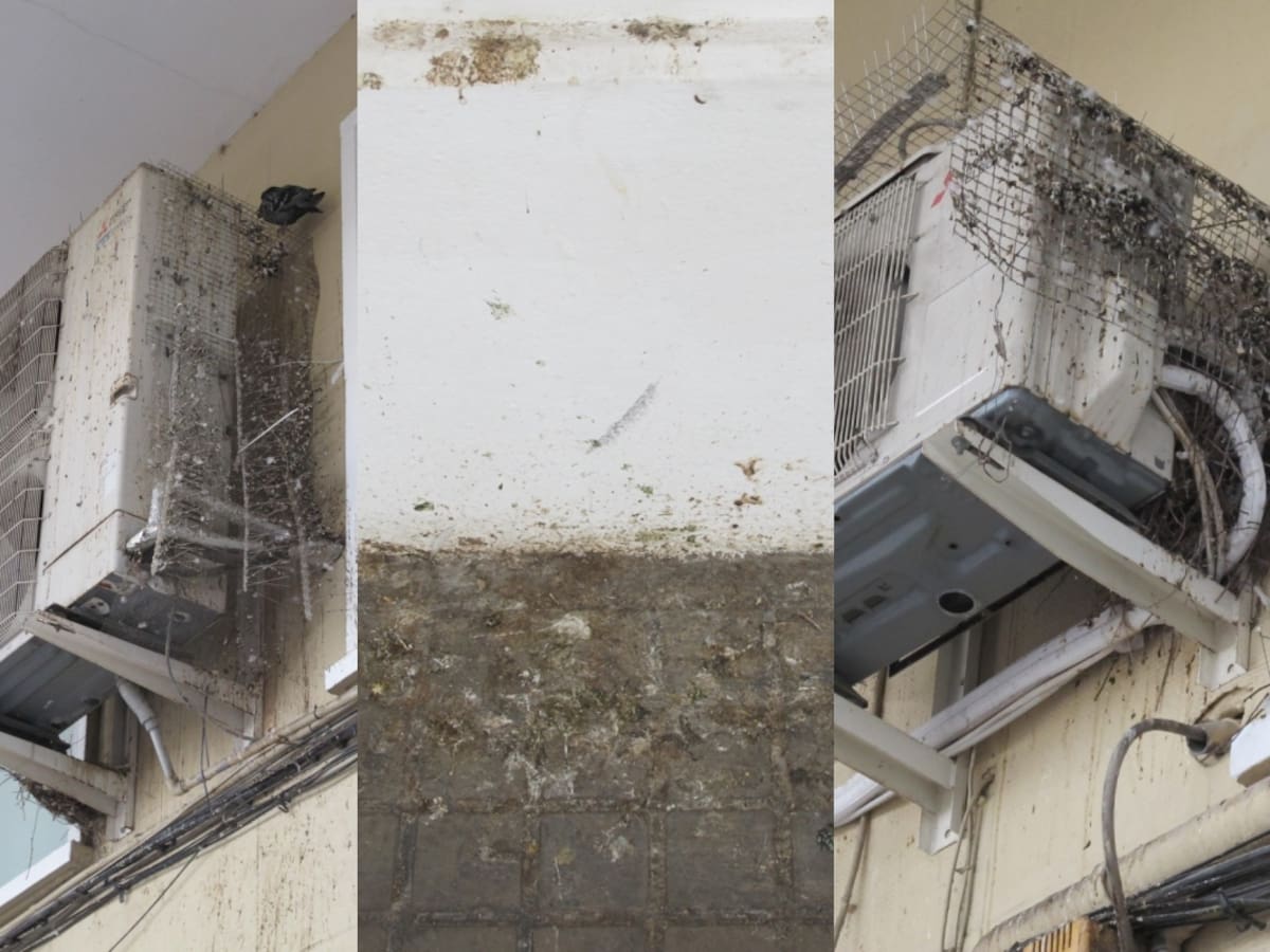 Los vecinos del Grau limpian las cacas de paloma de las calles ante la desidia del ayuntamiento de València