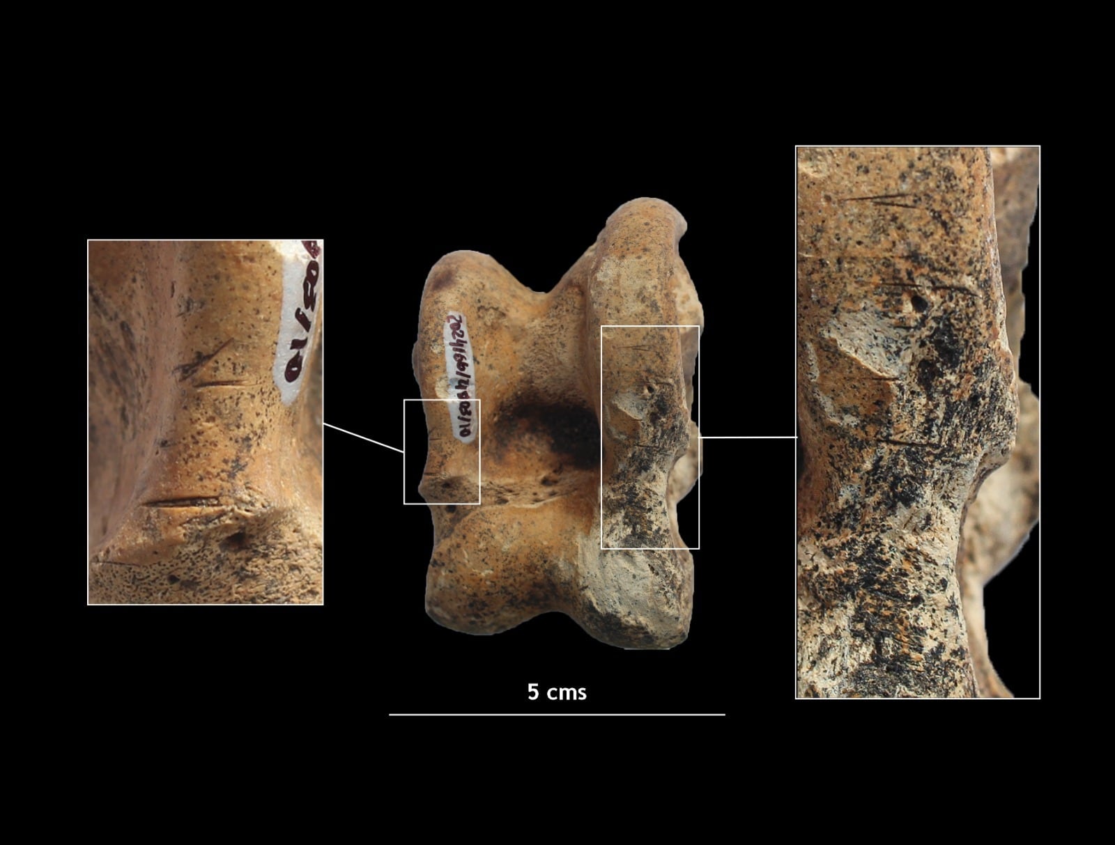 Huesos de perro con marcas de corte para consumo humano