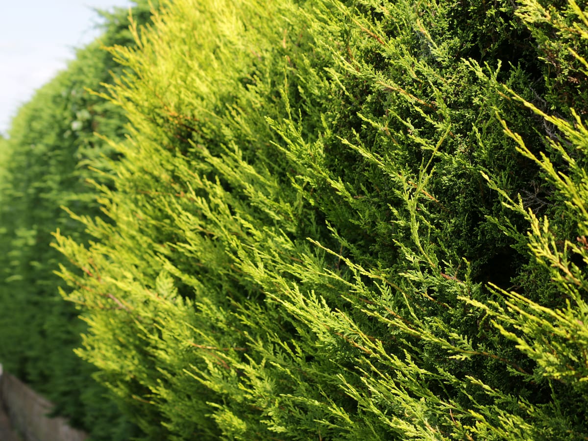 Estos son los árboles que no deberías podar durante el frío por muy fuerte que sea la tentación