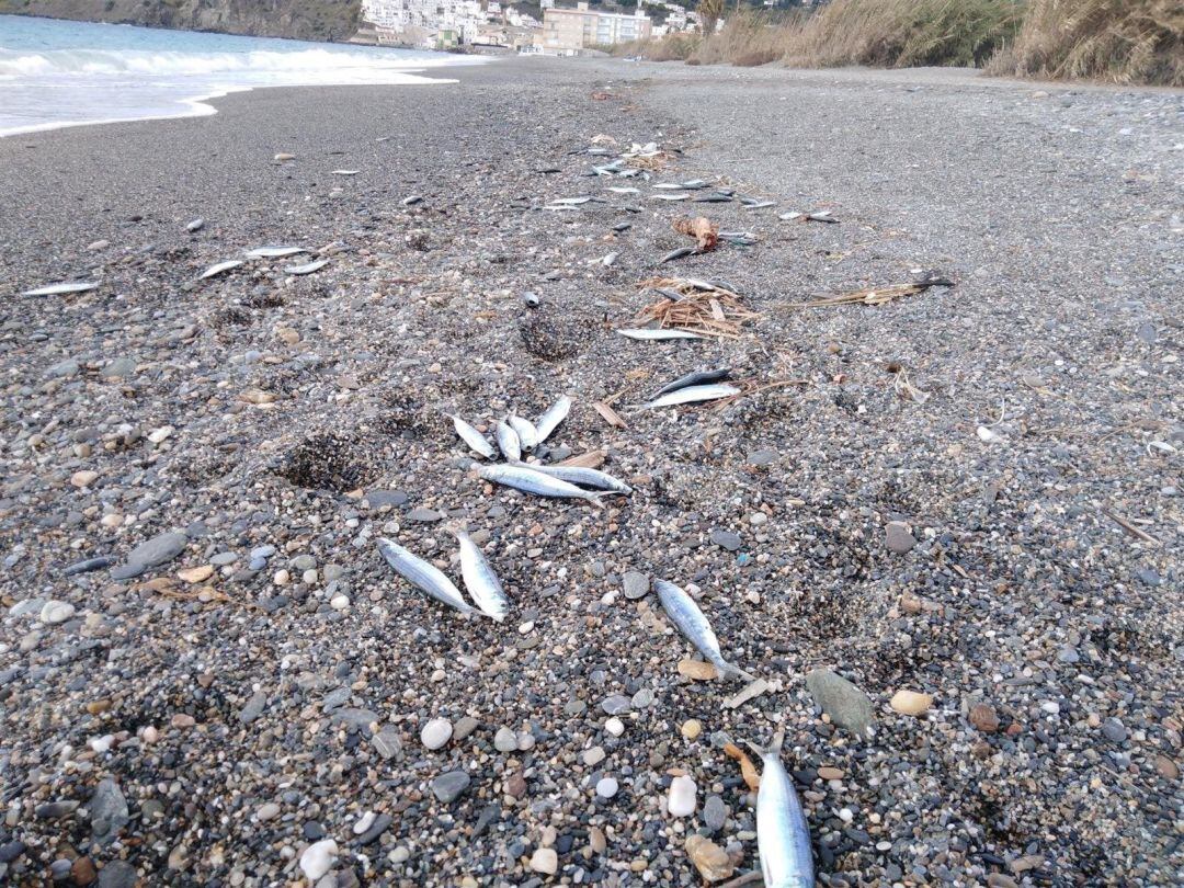 Peces muertos aparecen en la orilla de la playa del Peñón de Salobreña