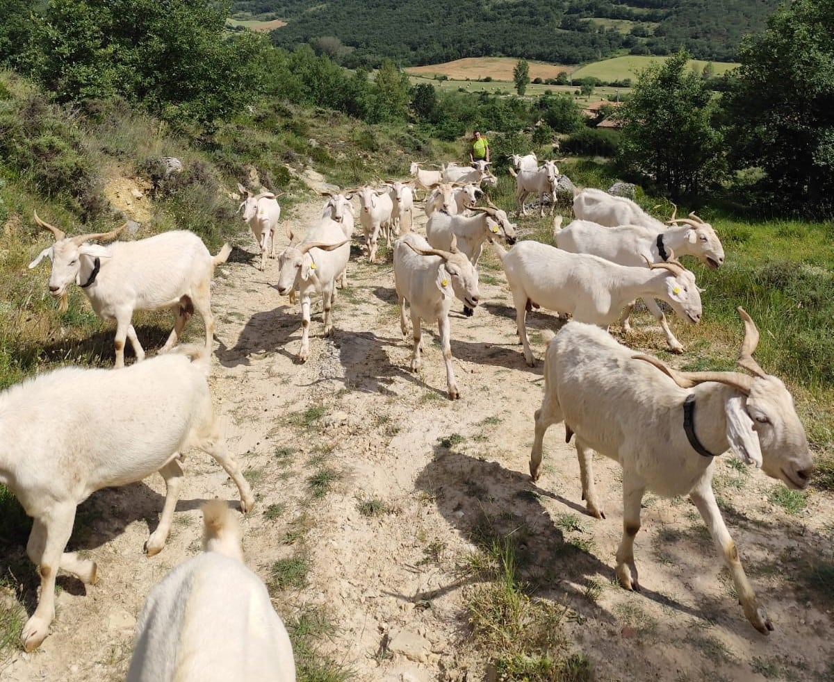 El Geoparque Las Loras emplea cabras para desbrozar el monte como alternativa ecológica al uso de maquinaria