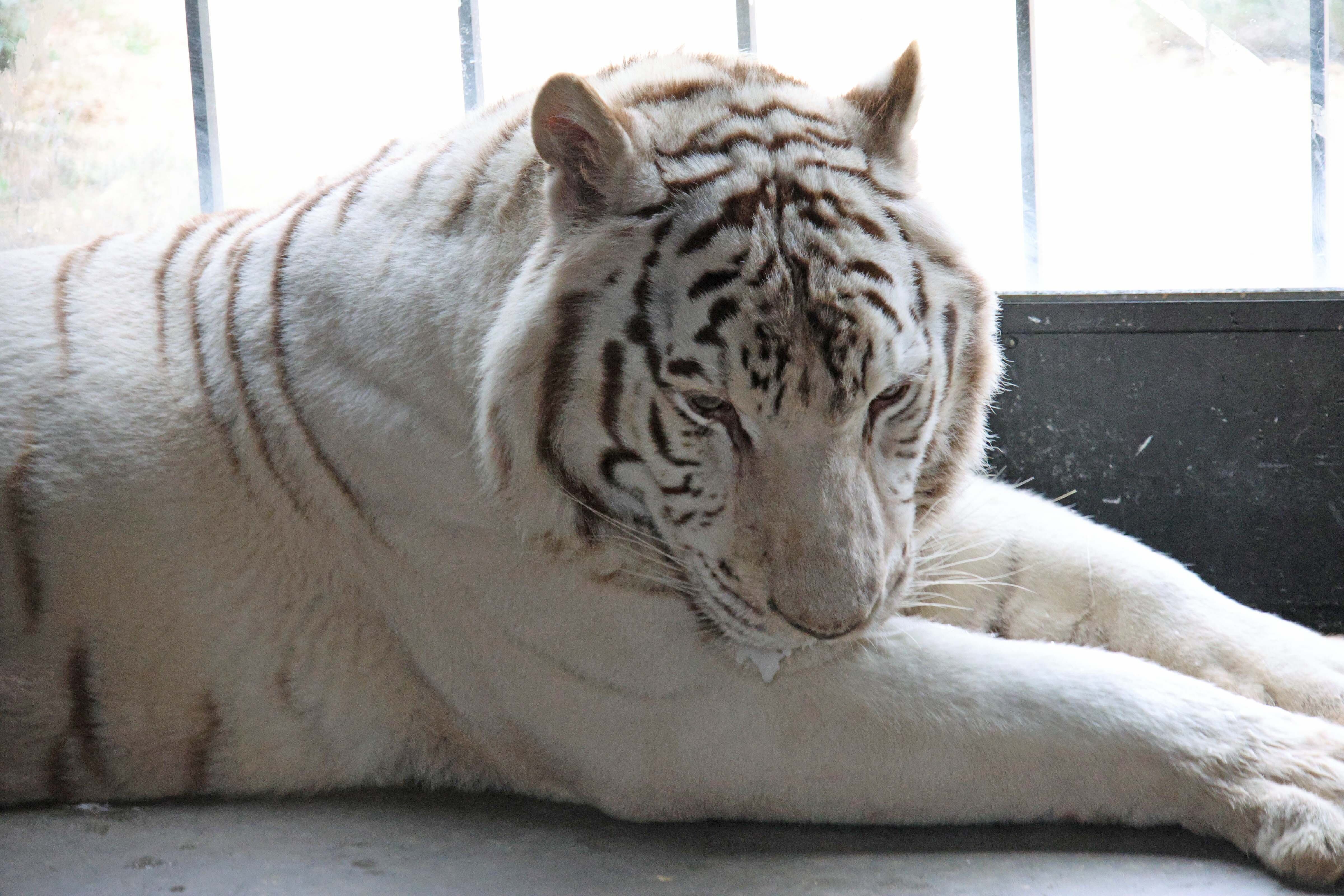 rescate tigre Blanco Sona