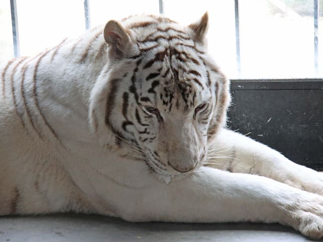 rescate tigre Blanco Sona