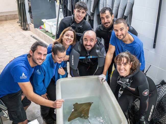 El equipo del Departamento de Océanos del Oceanogràfic junto a la Rhinoptera marginata