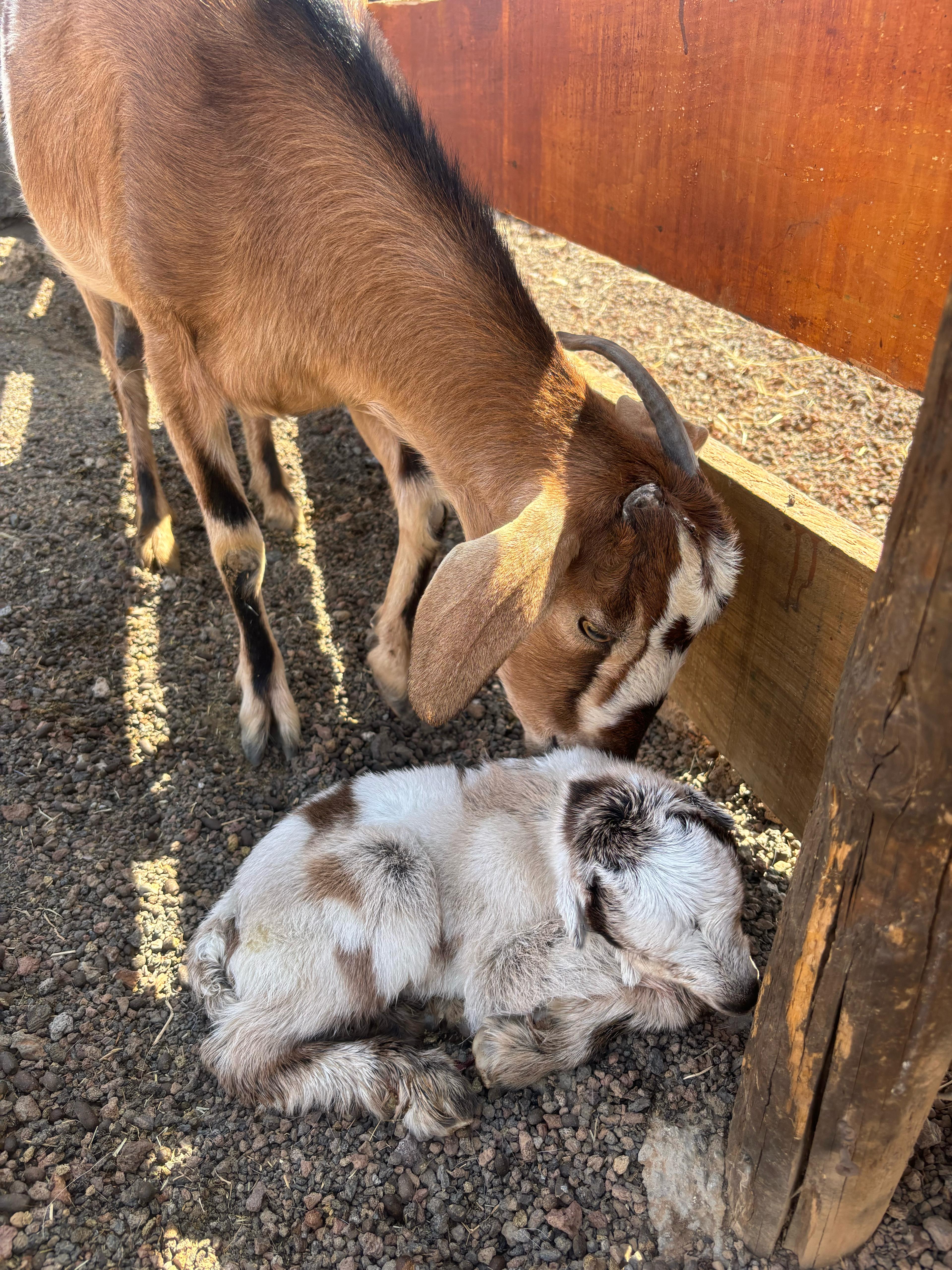 Ágata y Rosendo, las dos cabras adoptadas por una buena causa en LanzaAnimal.