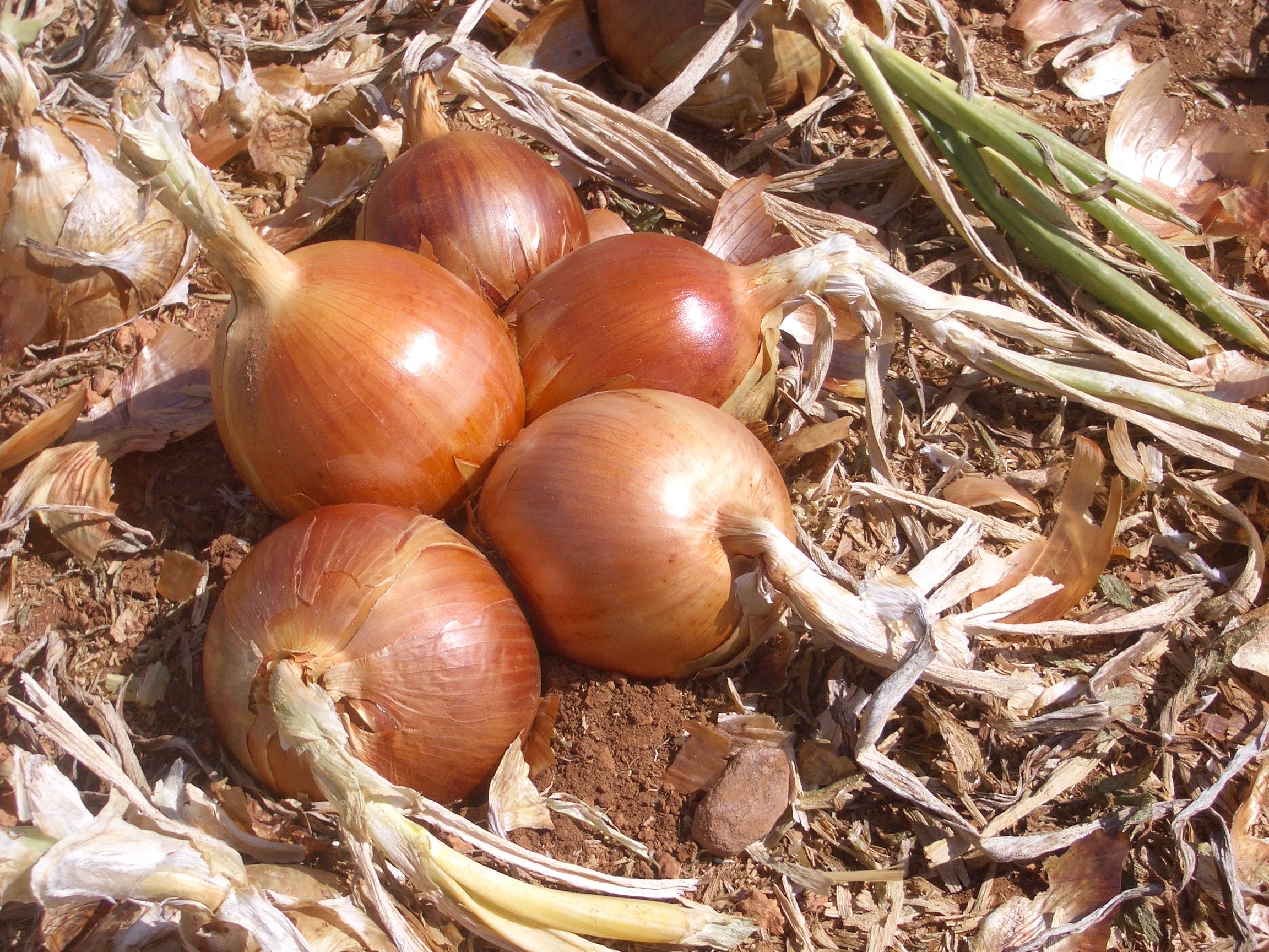 Cebollas de La Mancha sobre el terreno