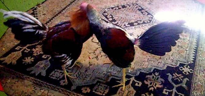 Pelea de gallos en Castellón