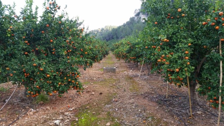 Los agricultores de la provincia están preocupados por la entrada de la naranja sudafricana en el mercado europeo