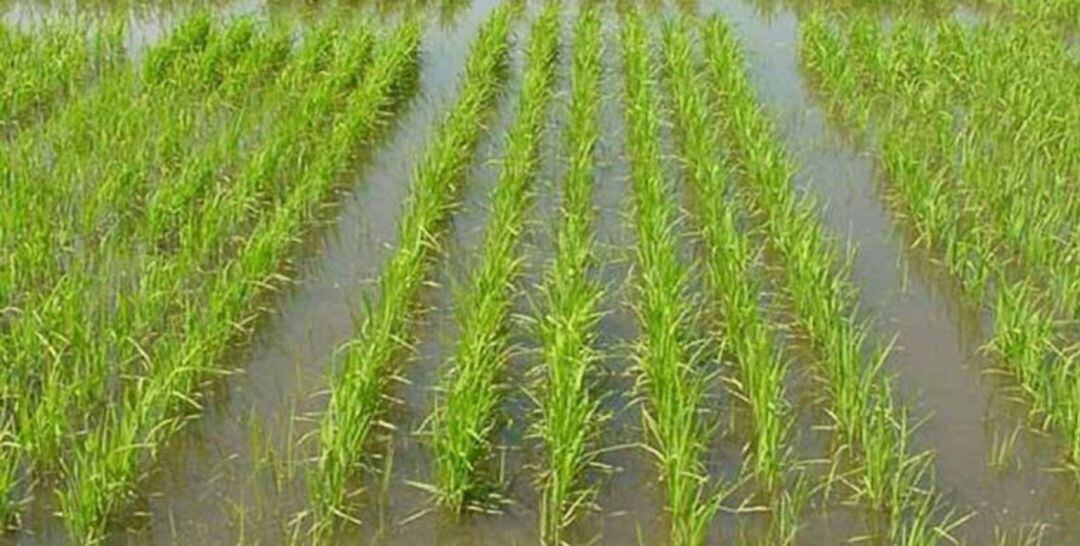 Campo de arroz en las Vegas Altas del Guadiana