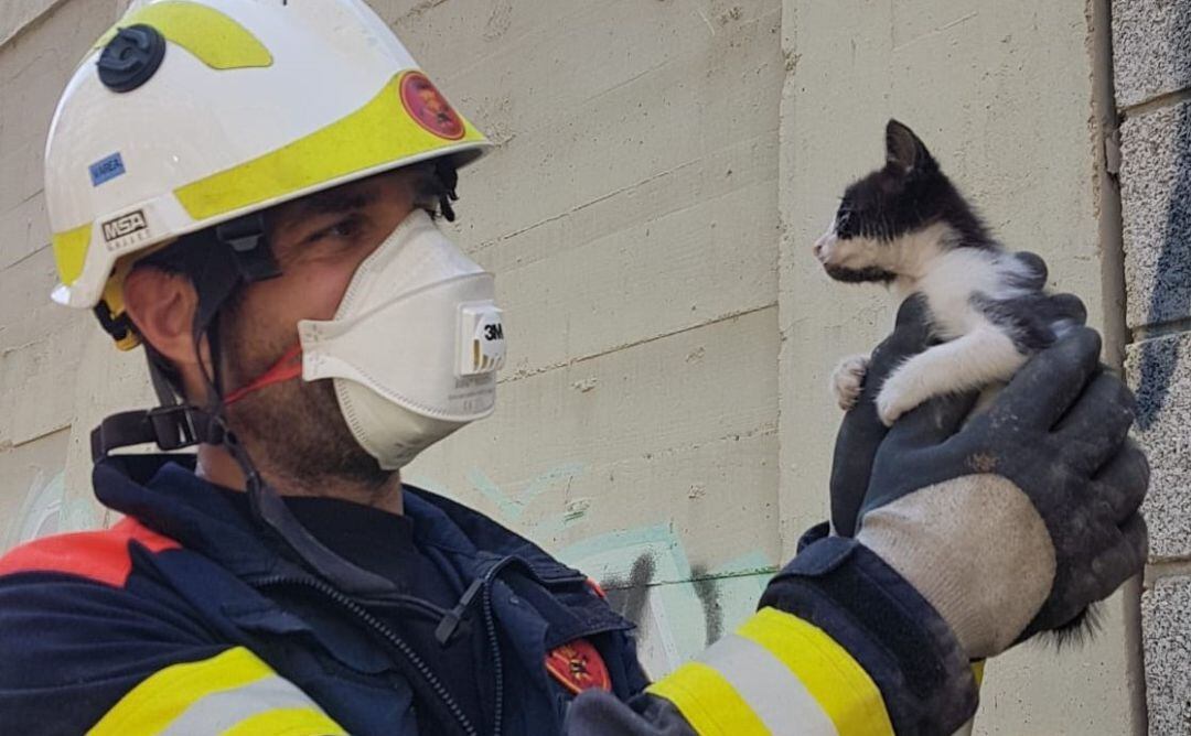 Gato rescatado