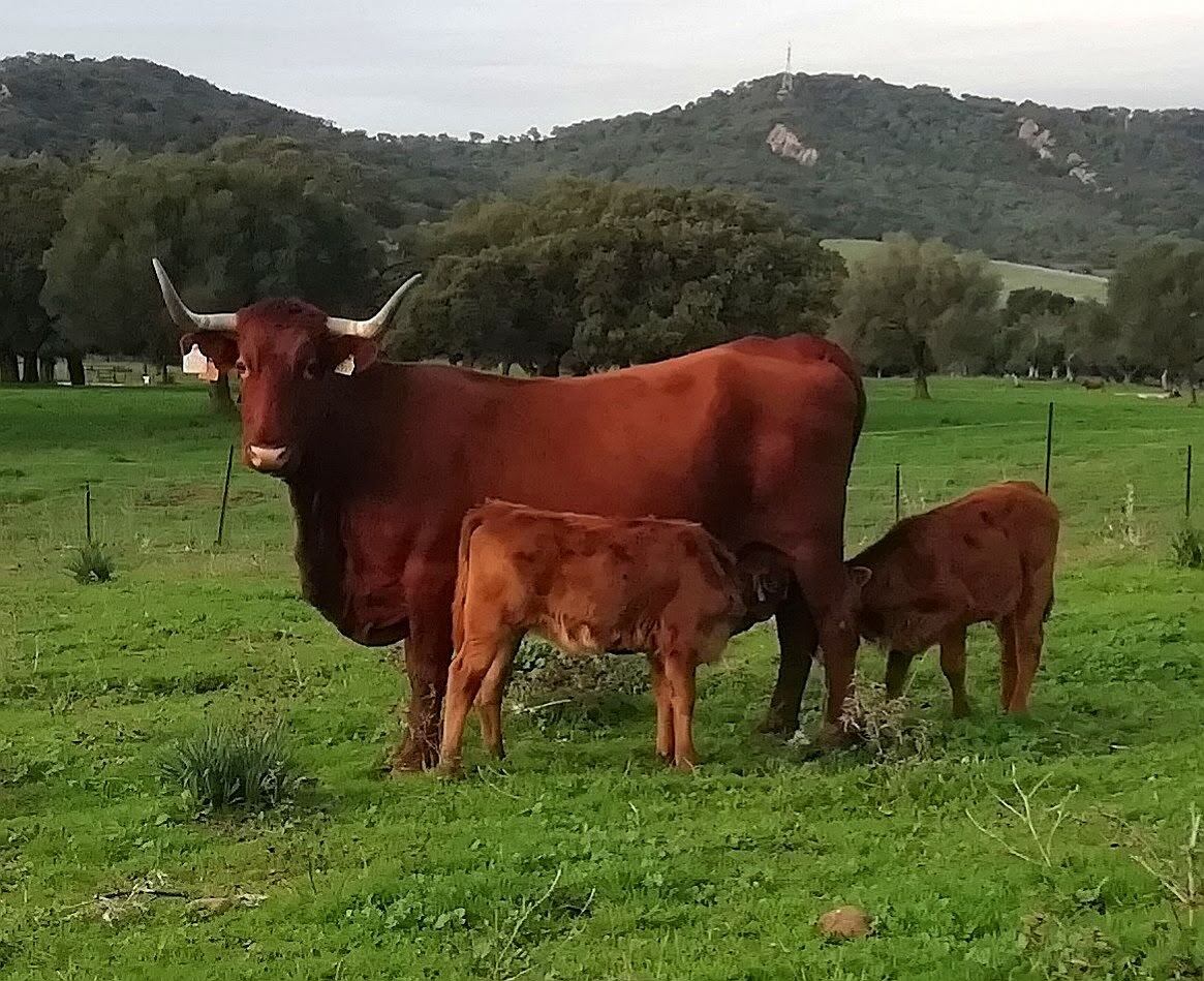 Ganadería extensiva en la provincia de Cádiz