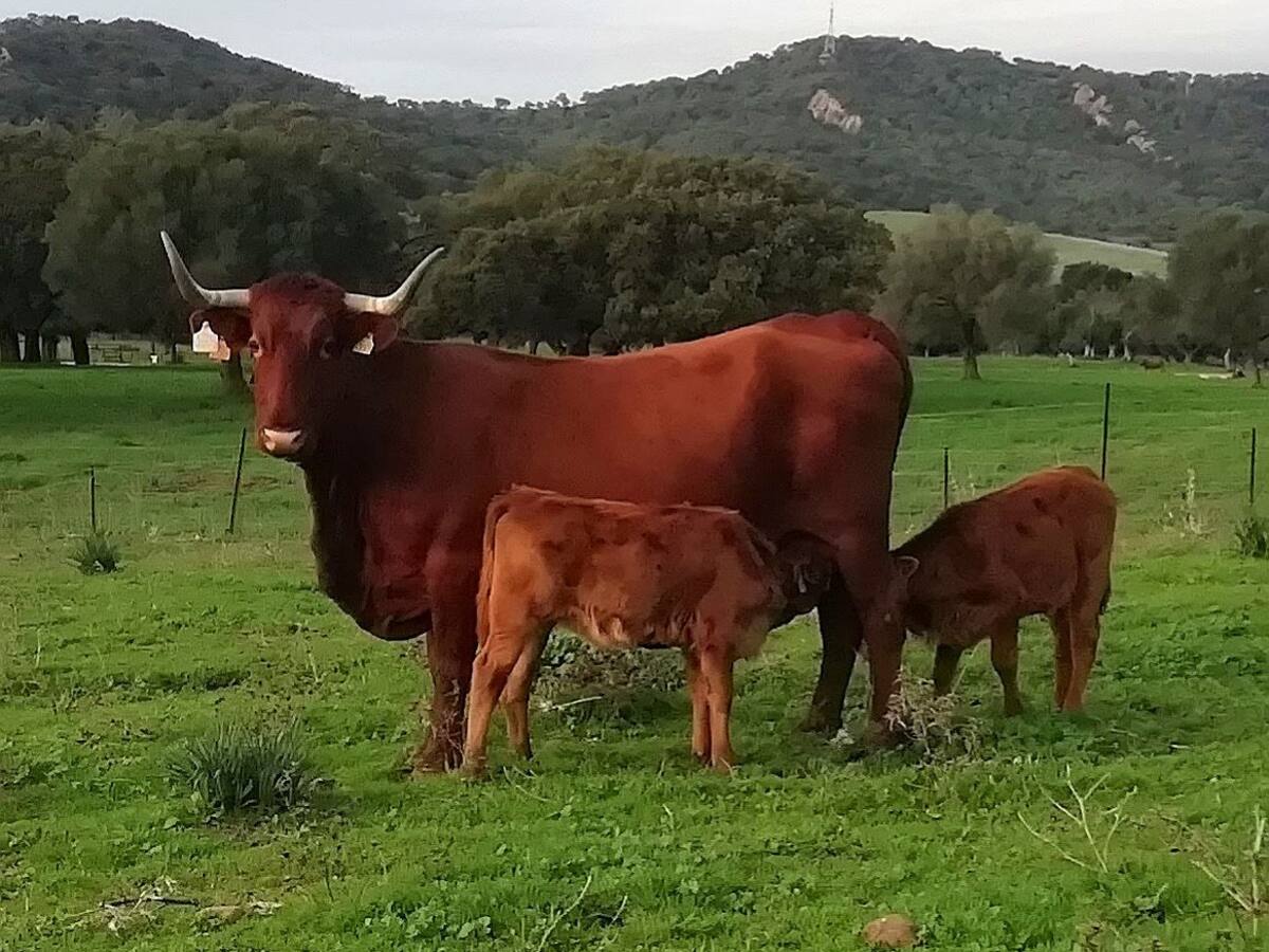 Biescas y Broto reflejan la importancia de la ganadería extensiva en el territorio
