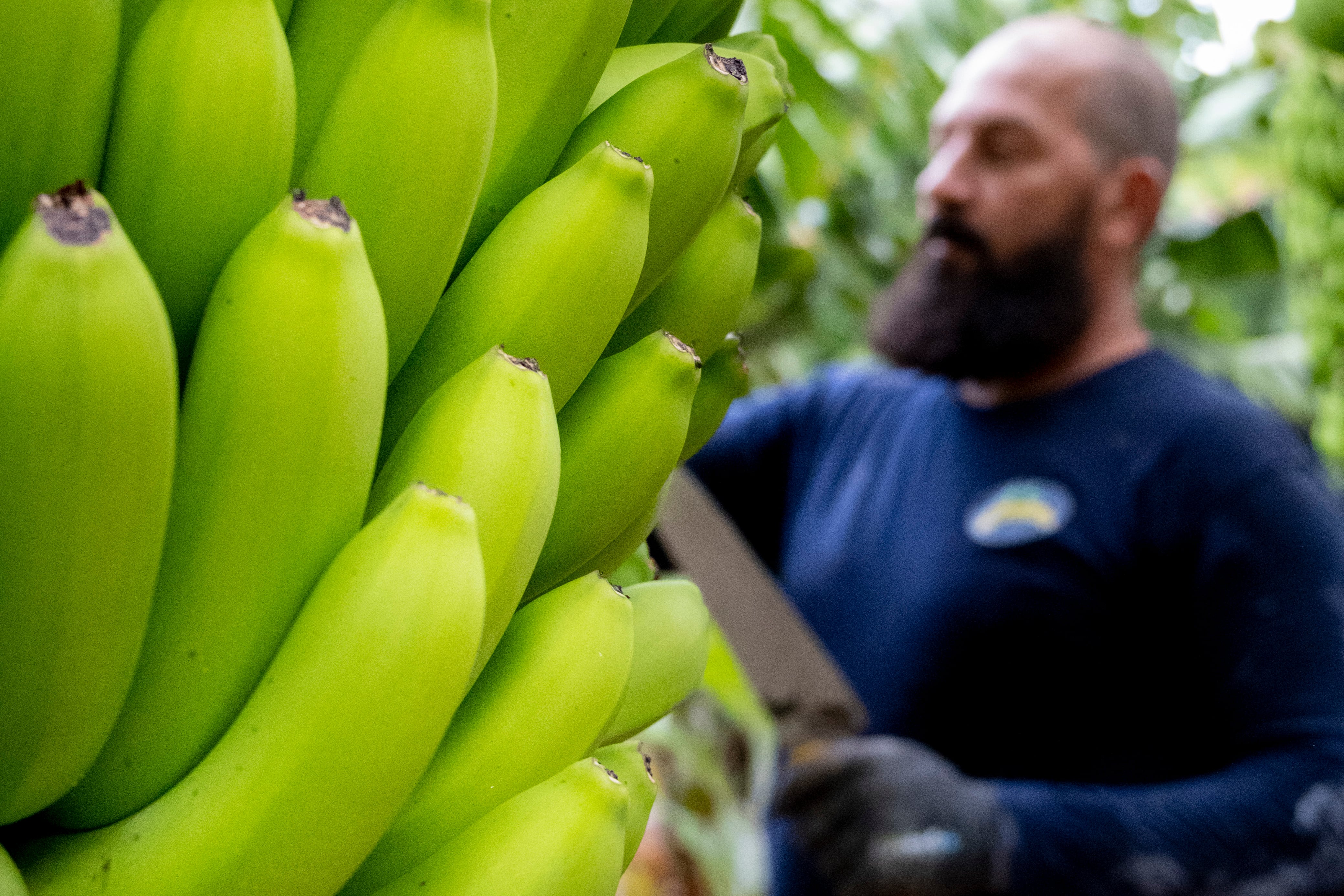 El sector del plátano insiste en que no hay ‘plan B’ al POSEI para las regiones ultraperiféricas de la Unión Europea
