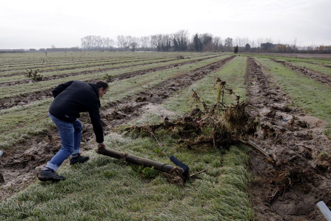Un camp de pomeres d&#039;Ultramort, encara inundat el 26 de gener 