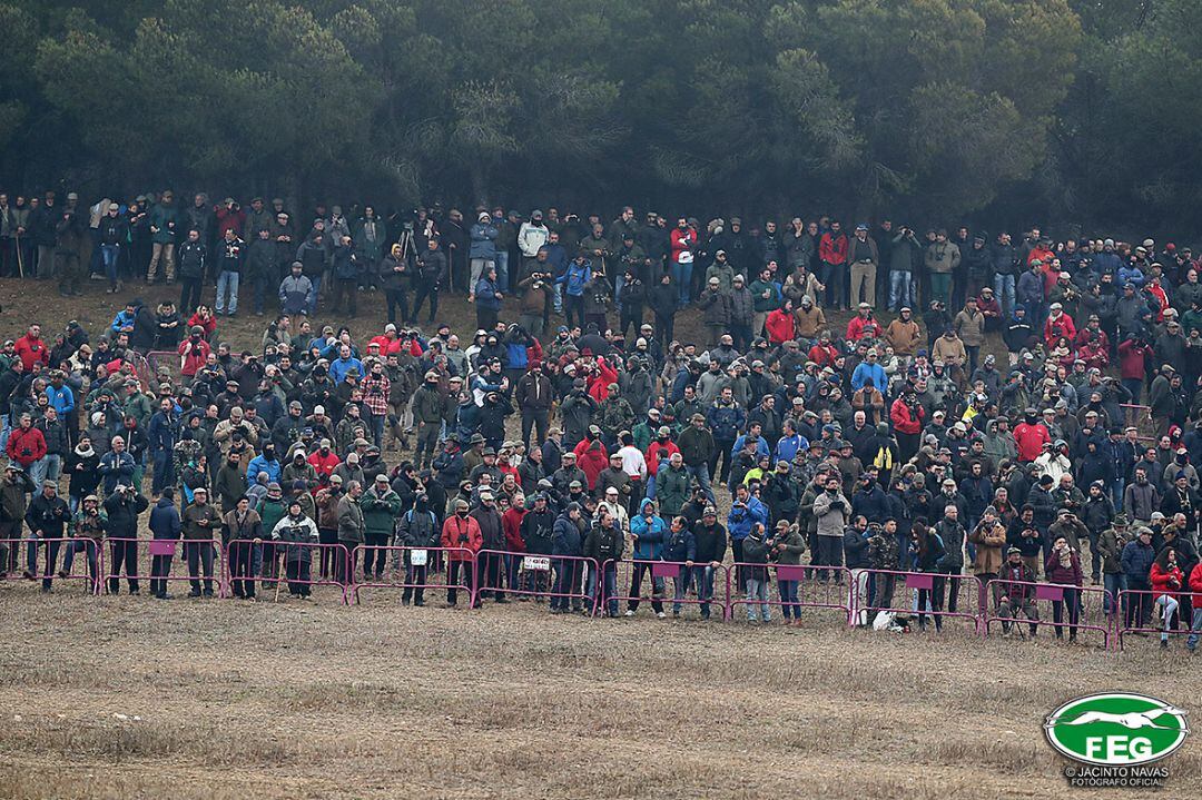 El público volverá a disfrutar mañana de las carreras de galgos en Nava del Rey