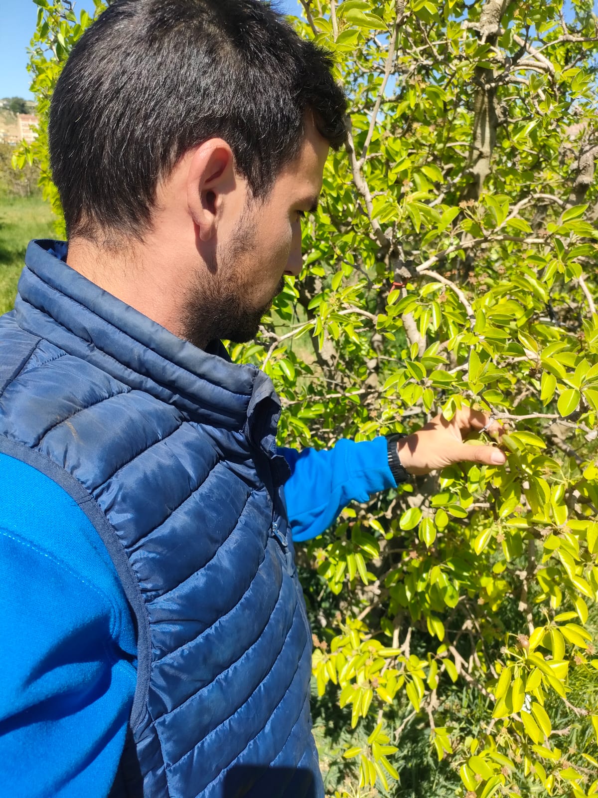 Si no plou gota, les aclarides als arbres de fruita d&#039;os durant la floració no serveix tant com fer-ho en els arbres de llavor, diu Jordi Vidal, pagès d&#039;Aitona.