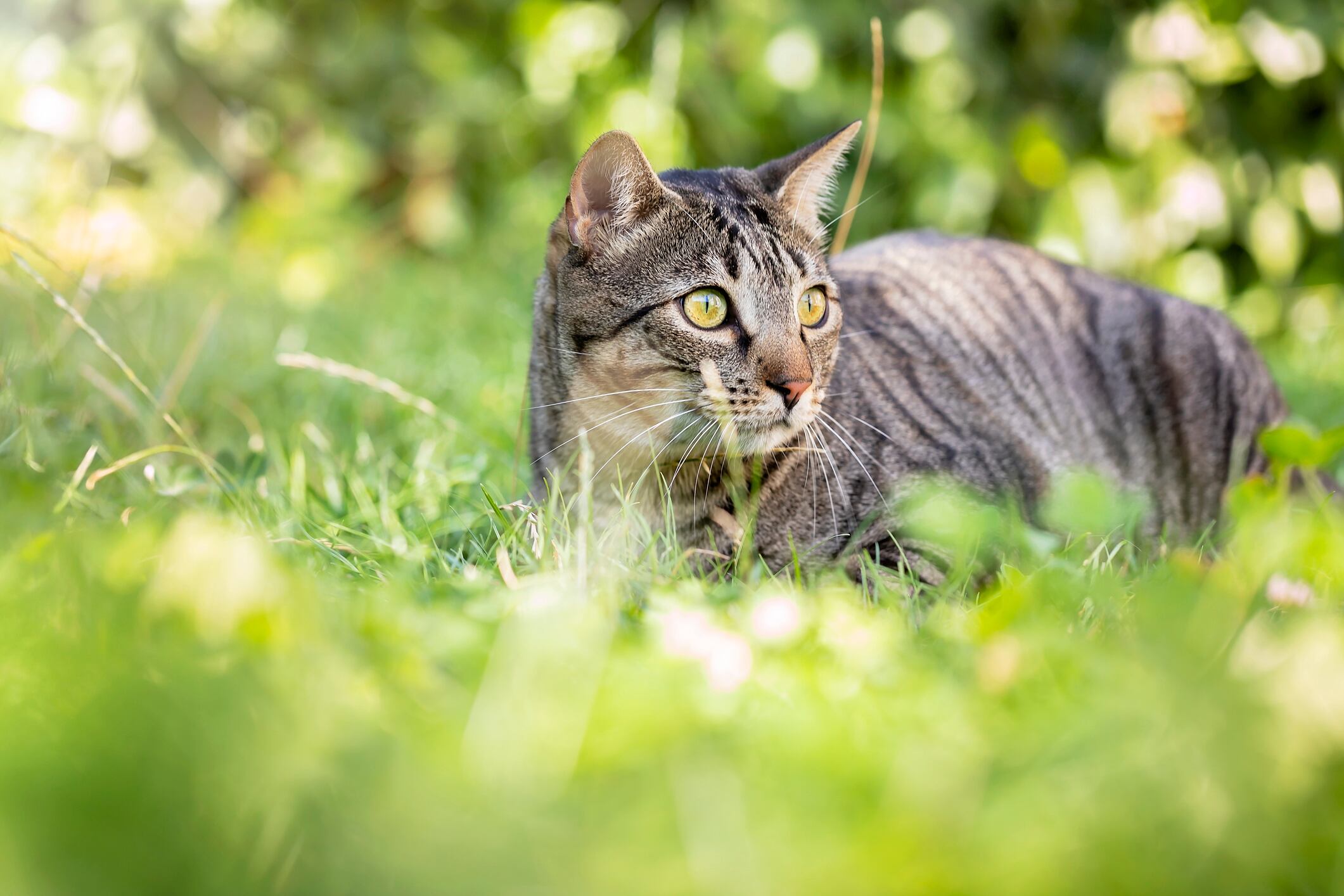 Un gato en el campo