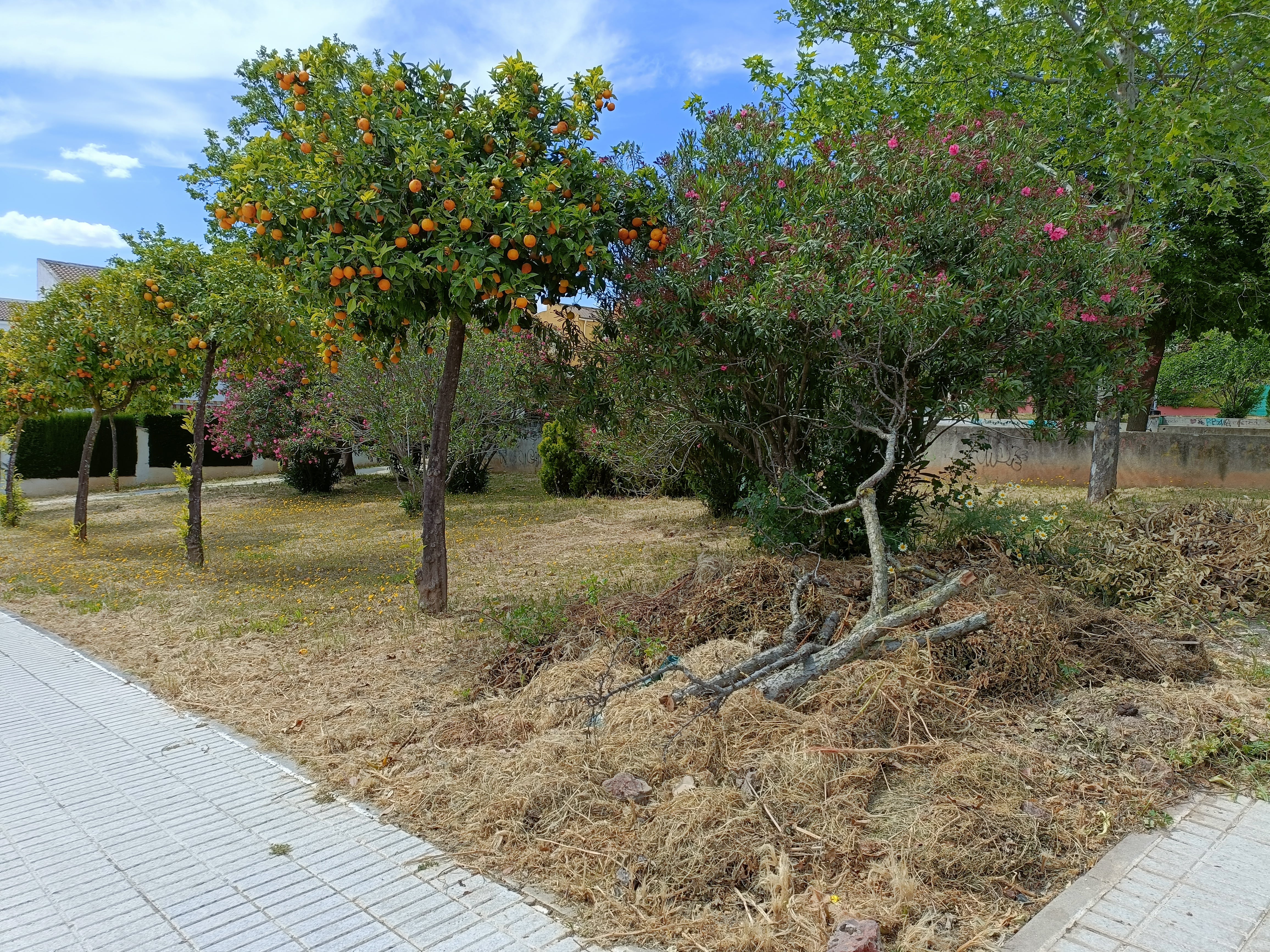 Zona verde en calle Orquídea de Linares