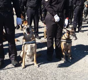 Por primera vez se distingue a los perros que forman parte de la unidad canina