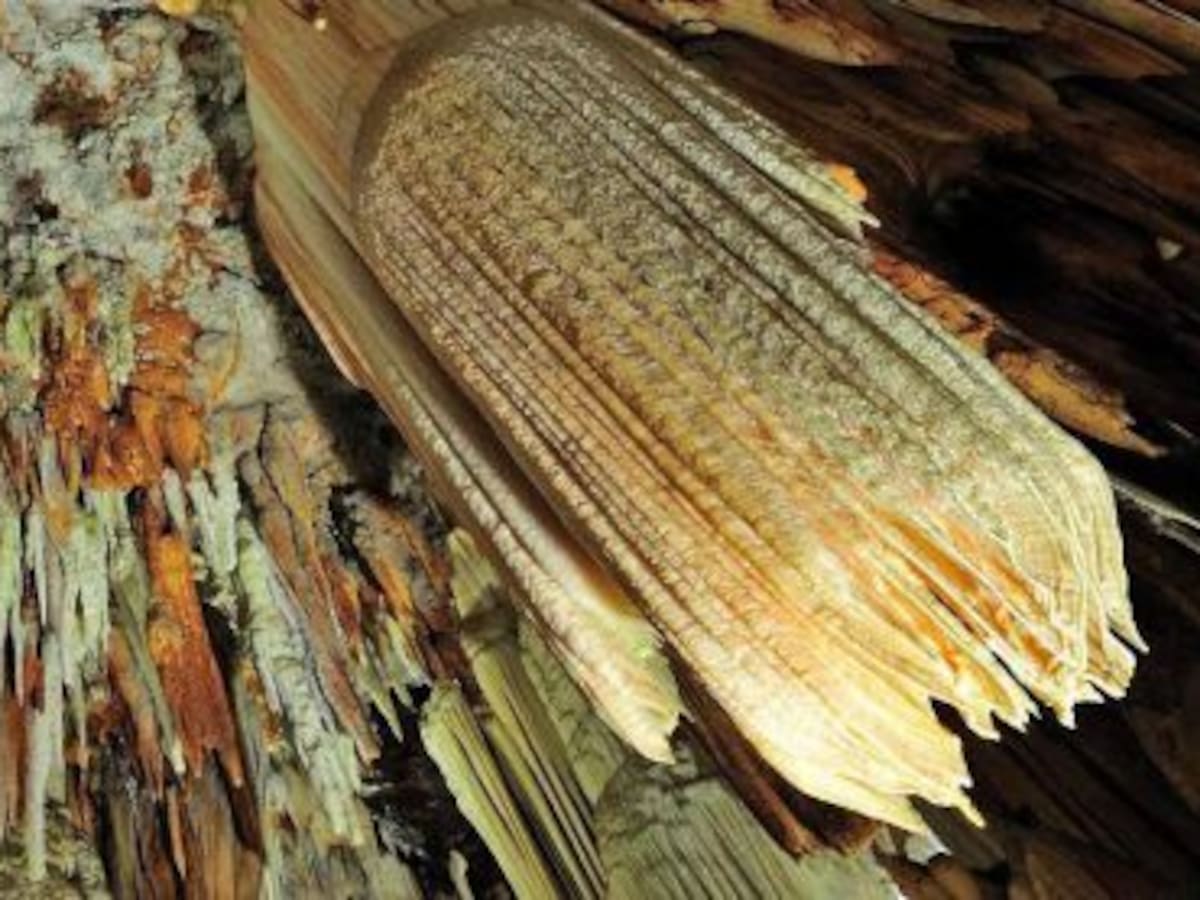 Comentario de Maximiliano Fernández