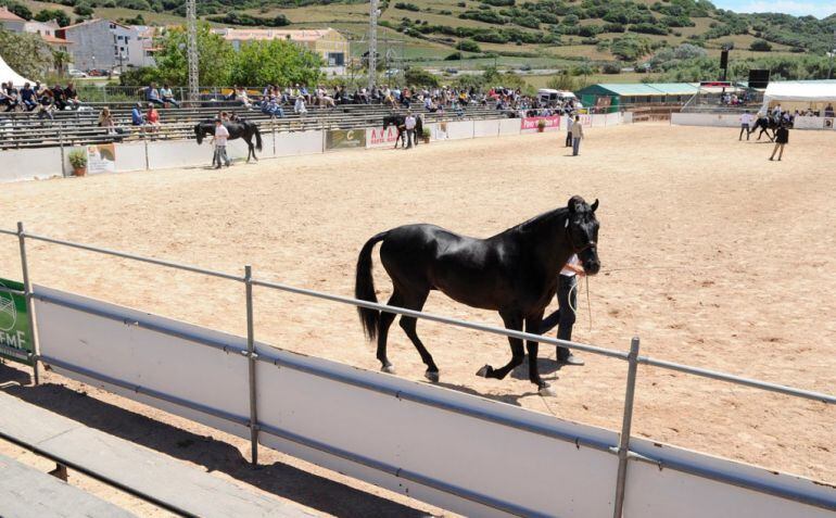 La Fira del Cavall se podrá disfrutar de viernes a domingo.