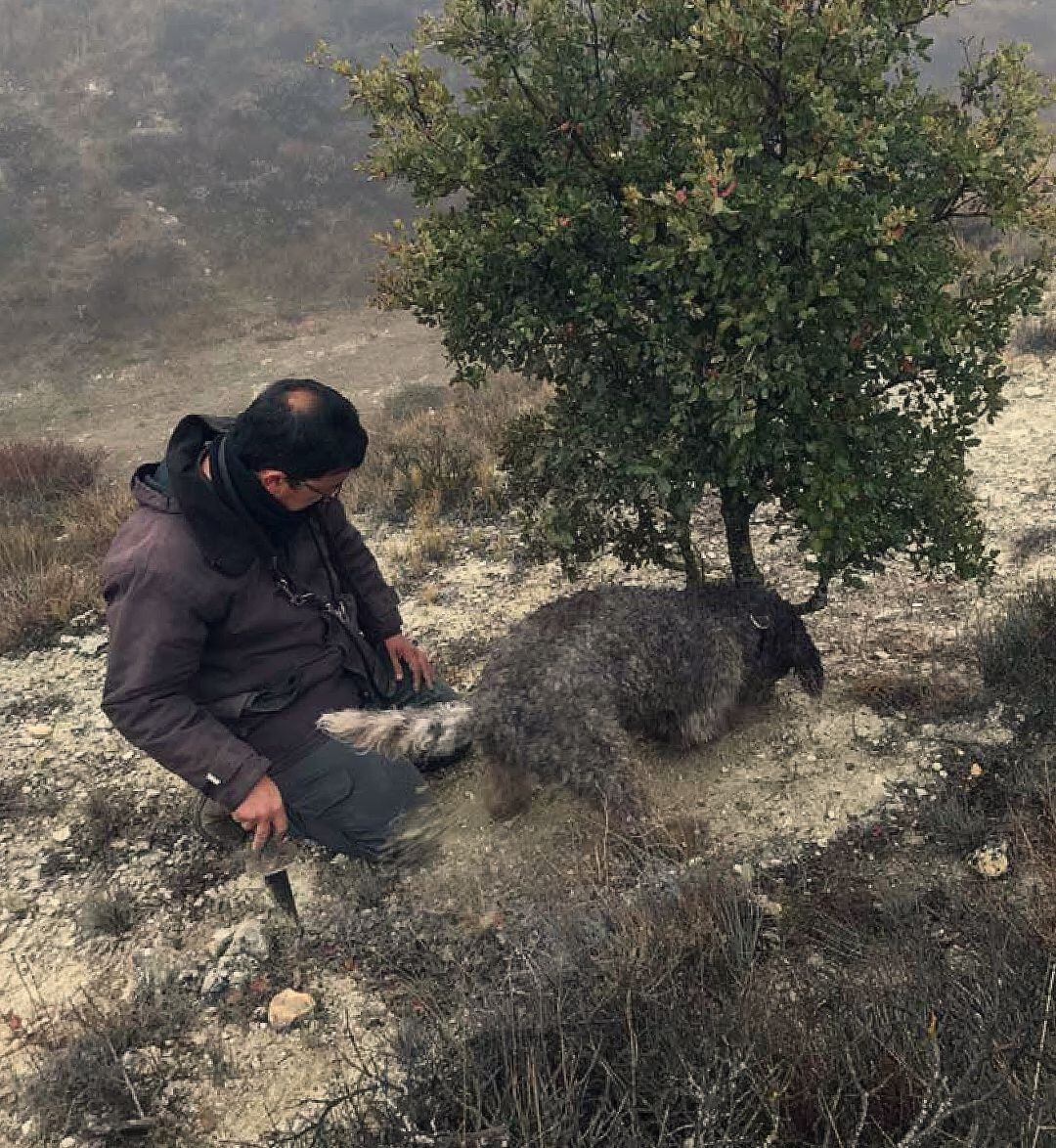 Recogida de trufa con ayuda de un perro en el Cerrato palentino