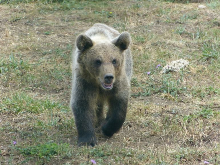 Ejemplar de oso pardo