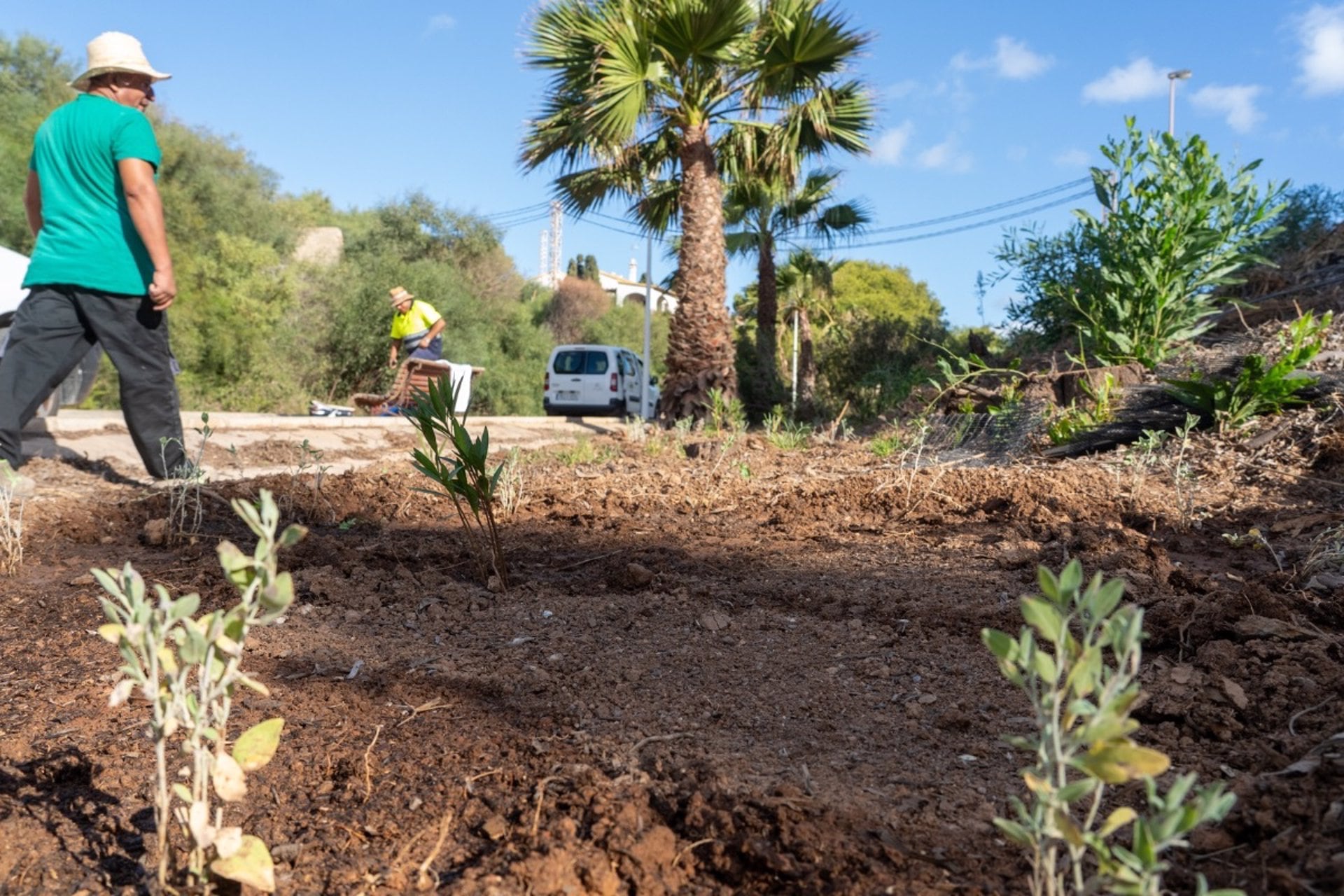 Reforestación en la rambla de Cala Flores en Cabo de Palos realizada por el Ayuntamiento de Cartagena