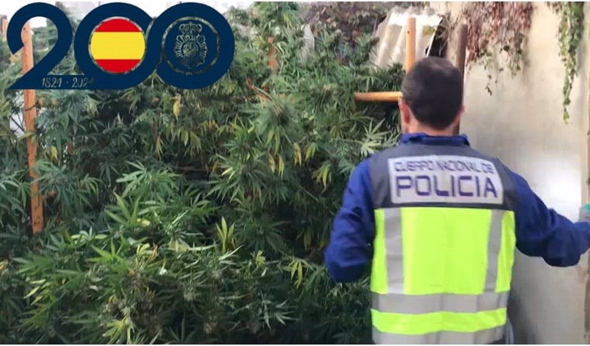 Desmantelan una plantación de marihuana.