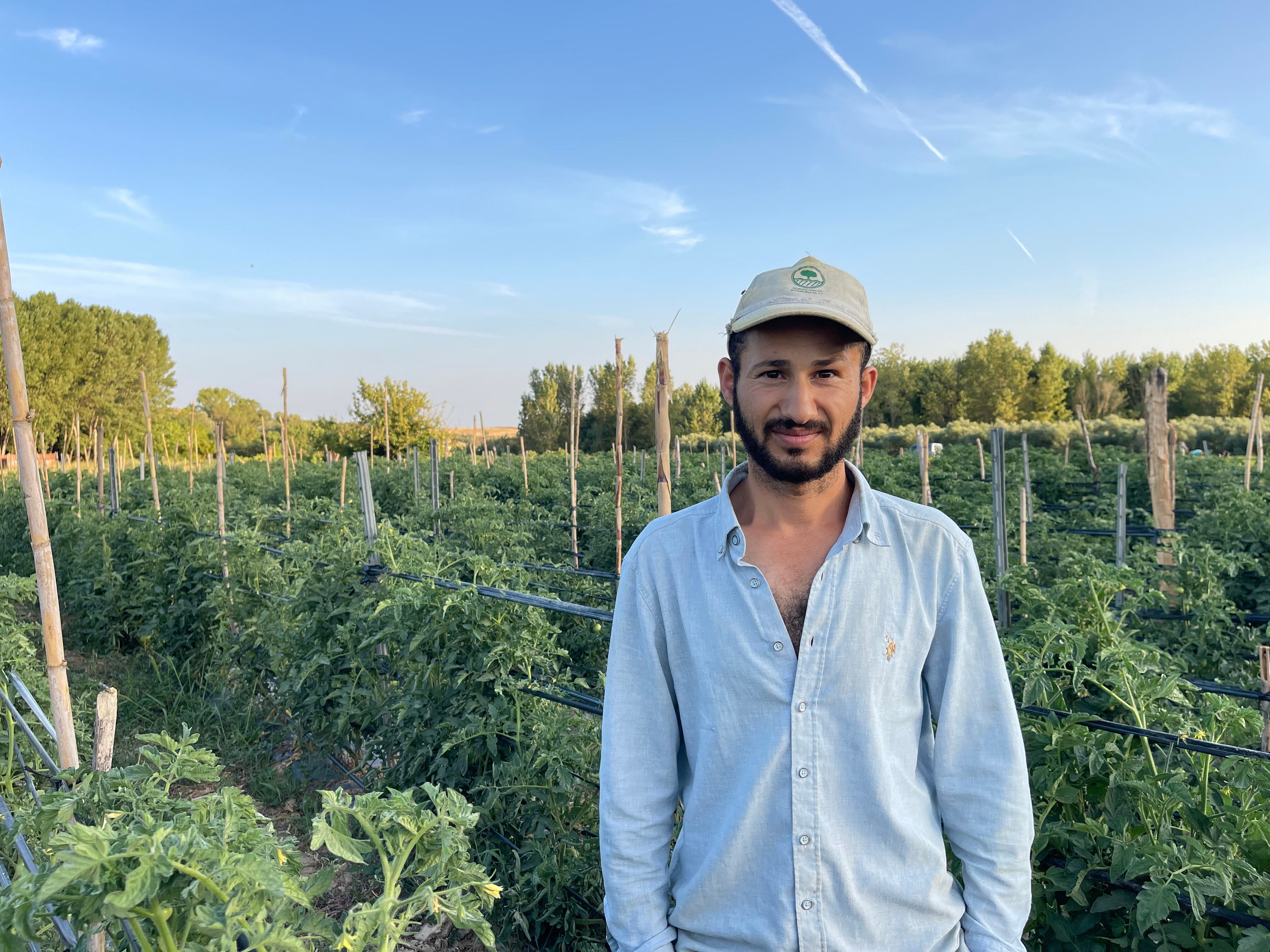 Abdel Elaich en su huerta de tomates