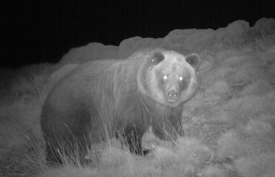 Sarousse, osa que fue liberada en 2005 en el Pirineo, ha muerto abatida por un cazador en las montañas de Huesca. 